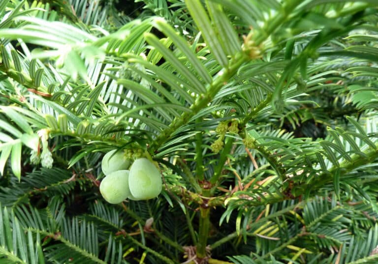 Cephalotaxus (Cephalotaxus)