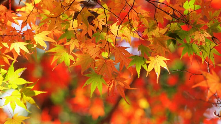 Érable (Acer)