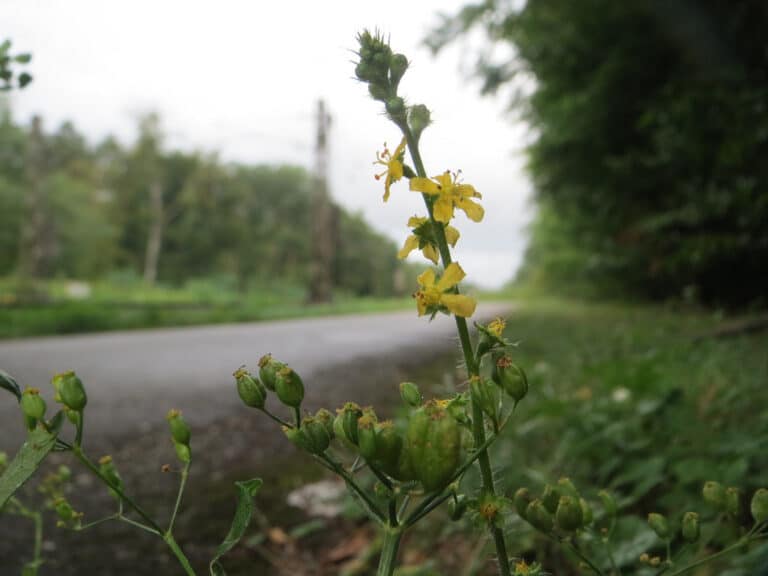 Agrimonia (Agrimonia)