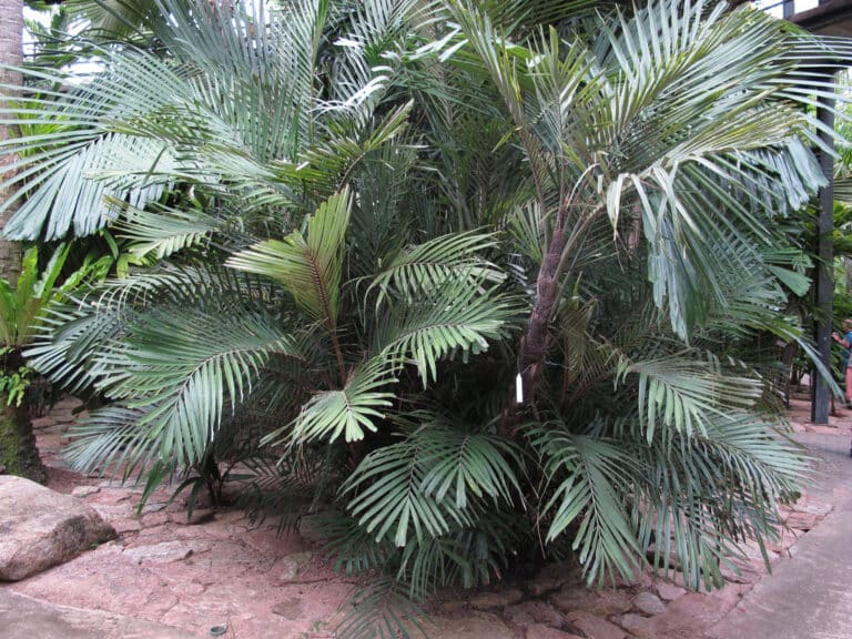 Arenga (Arenga)