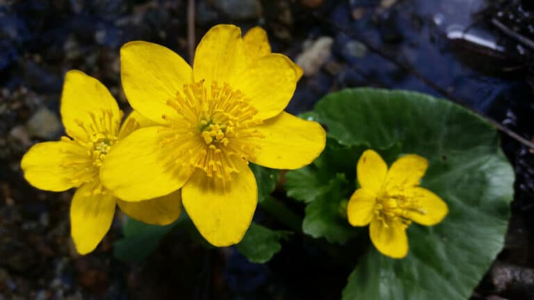 Caltha (Caltha)