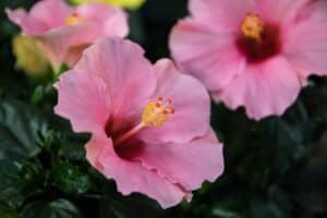 Hibiscus (Hibiscus)