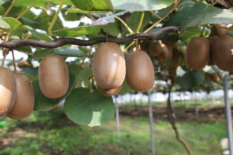 Kiwi (Actinidia)