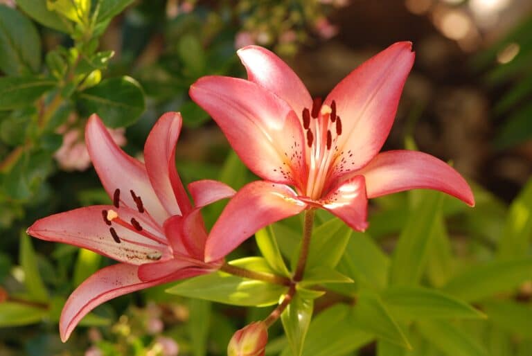 Lys (Lilium)