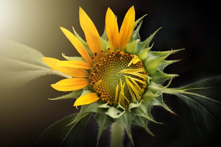 Tournesol (Helianthus)