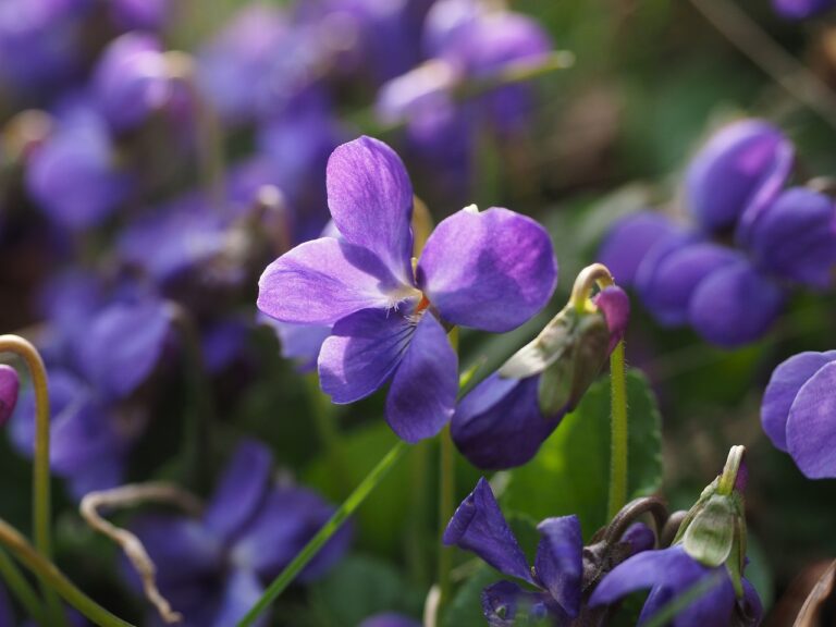 Violette (Viola)