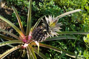 Ananas (Ananas)