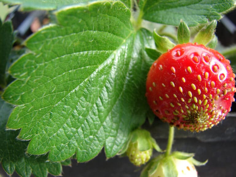Fraisier (Fragaria)