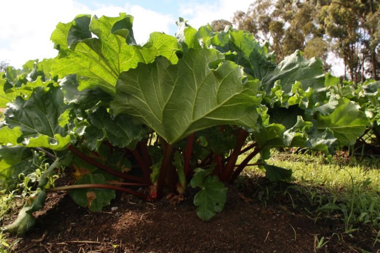 Rhubarbe (Rheum)