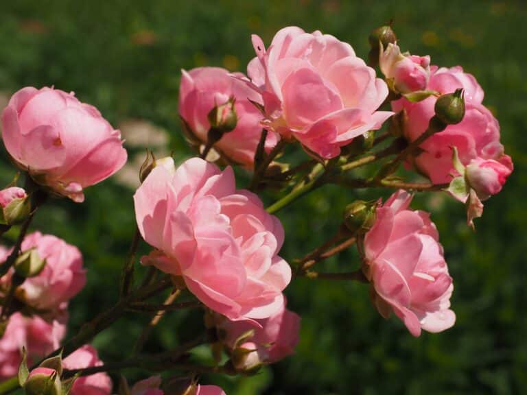 Rosier (Rosa)