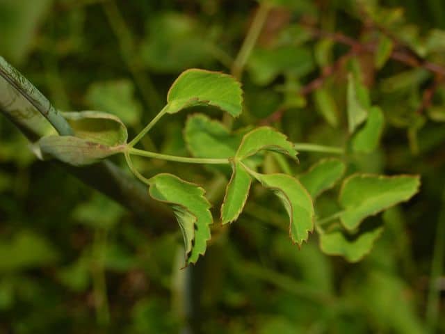 Laserpitium (Laserpitium)