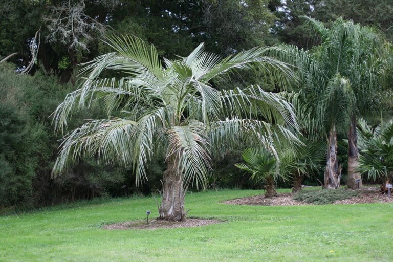 Parajubaea (Parajubaea)