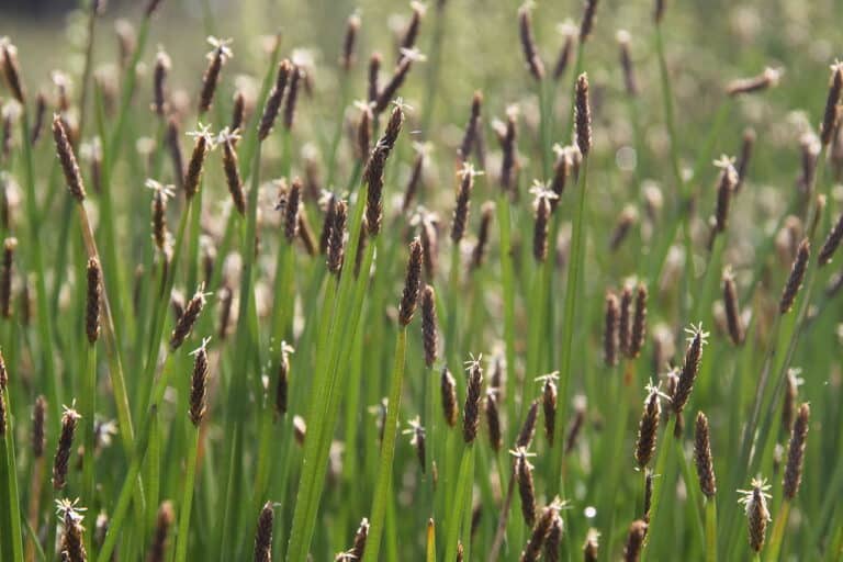 Eleocharis (Eleocharis)