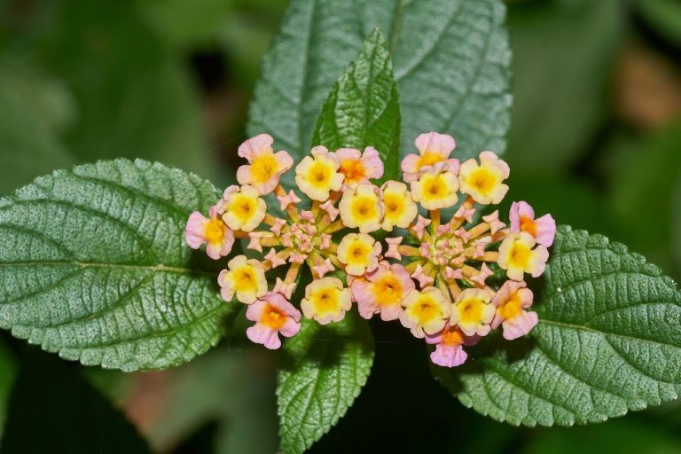 Lantana (Lantana)