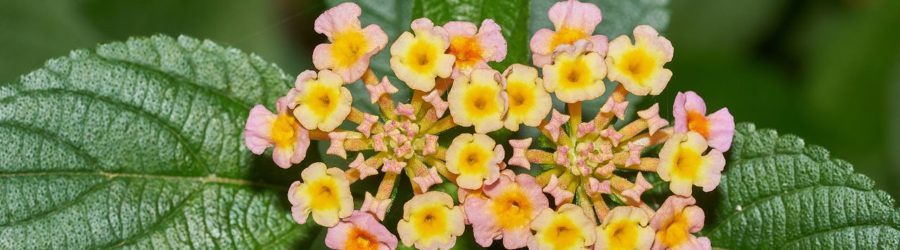Lantana