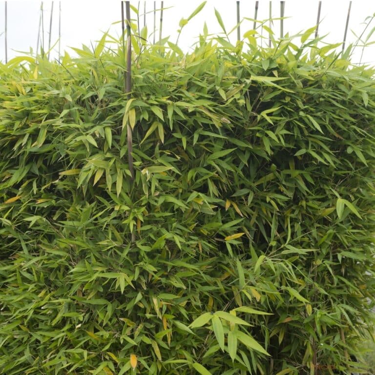Semiarundinaria (Semiarundinaria)