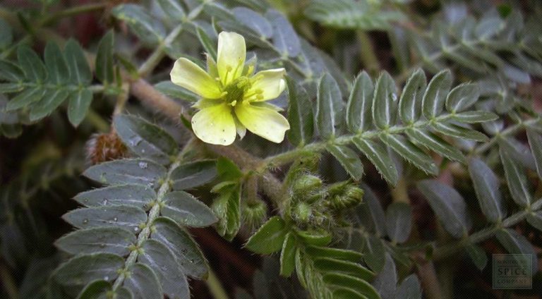 Tribule (Tribulus)