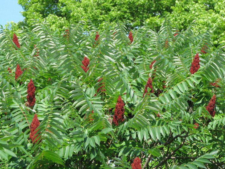 Sumac (Rhus)