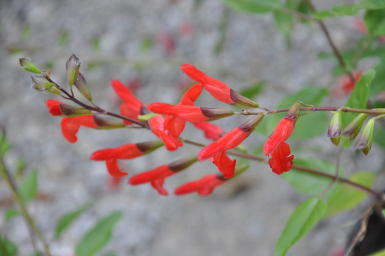 Sauge ornementale (Salvia)