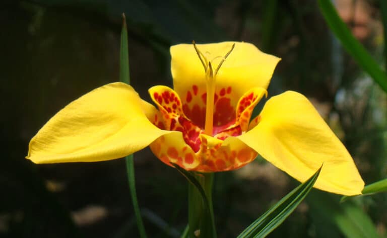 Tigridia (Tigridia)