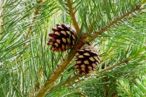 Pin (Pinus)