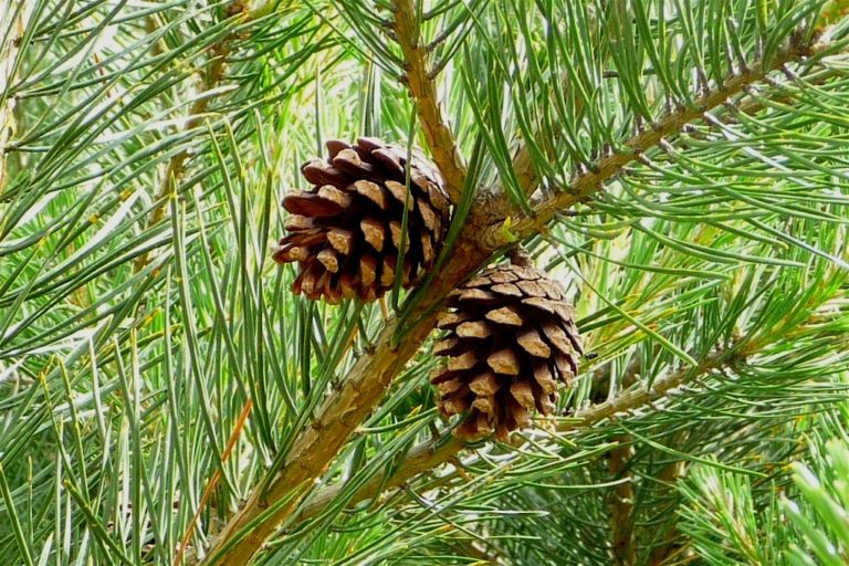 Pin (Pinus)