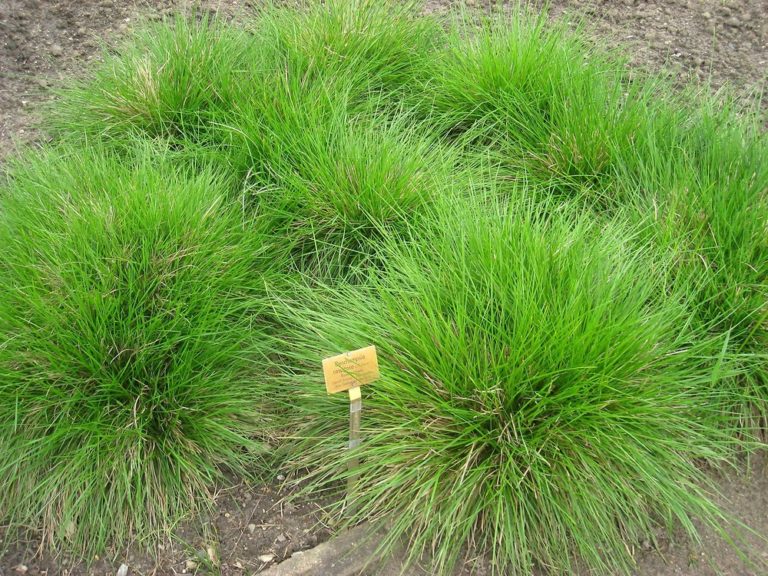 Deschampsia (Deschampsia)