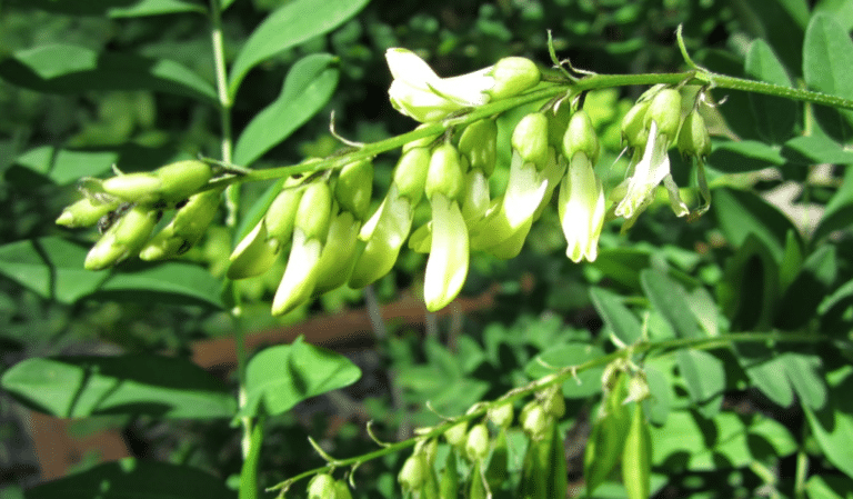 Astragalus (Astragalus)