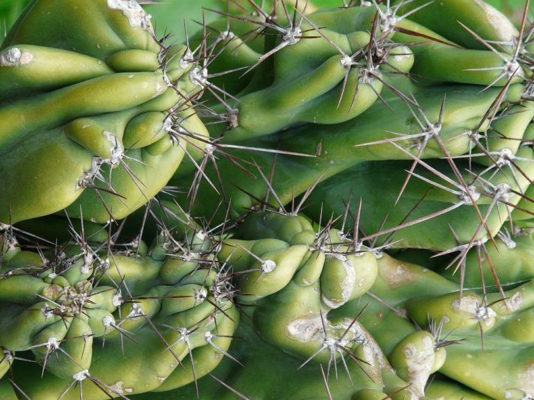 Cereus (Cereus)