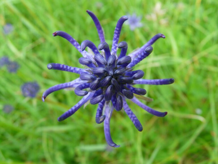 Raiponce (Phyteuma)