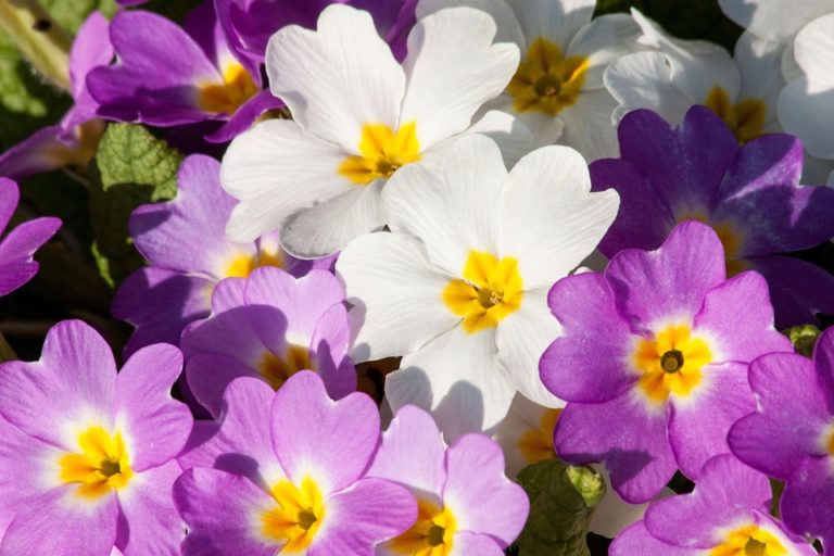 Primevère (Primula)