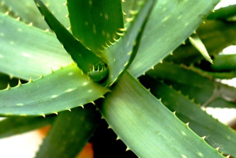 Aloès (Aloe)