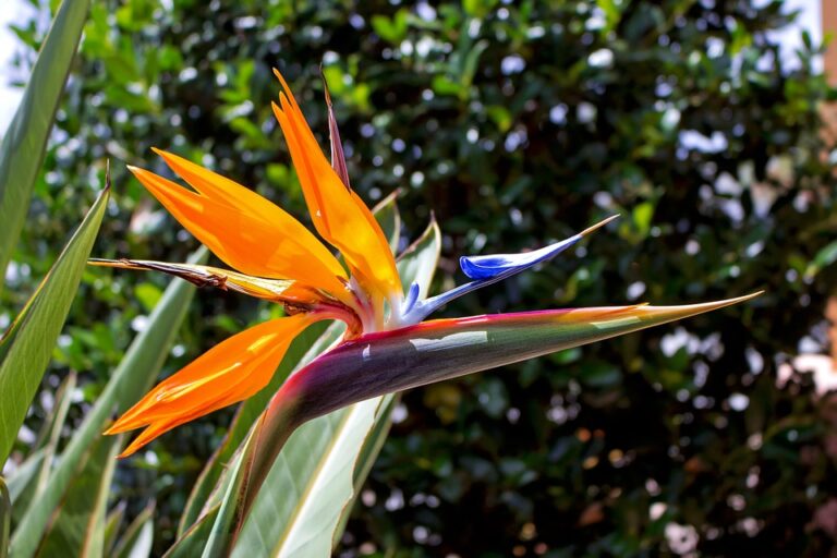 Oiseau de paradis (Strelitzia)