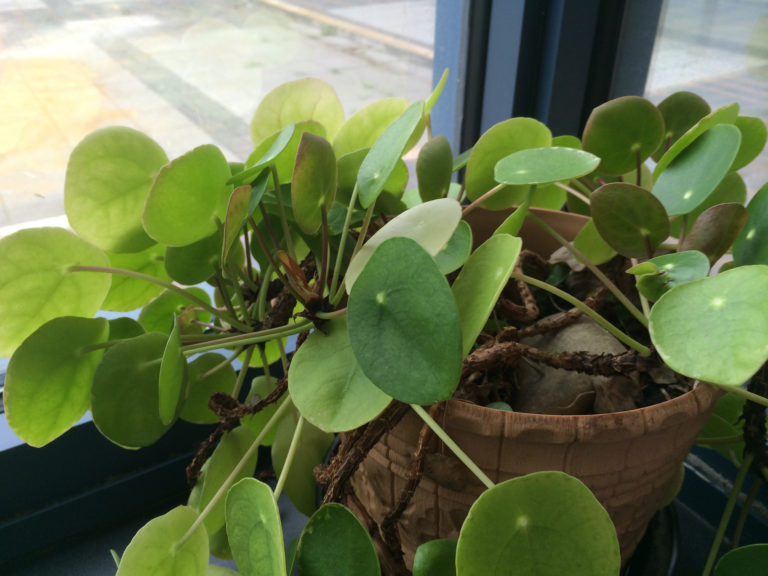 Pilea (Pilea)