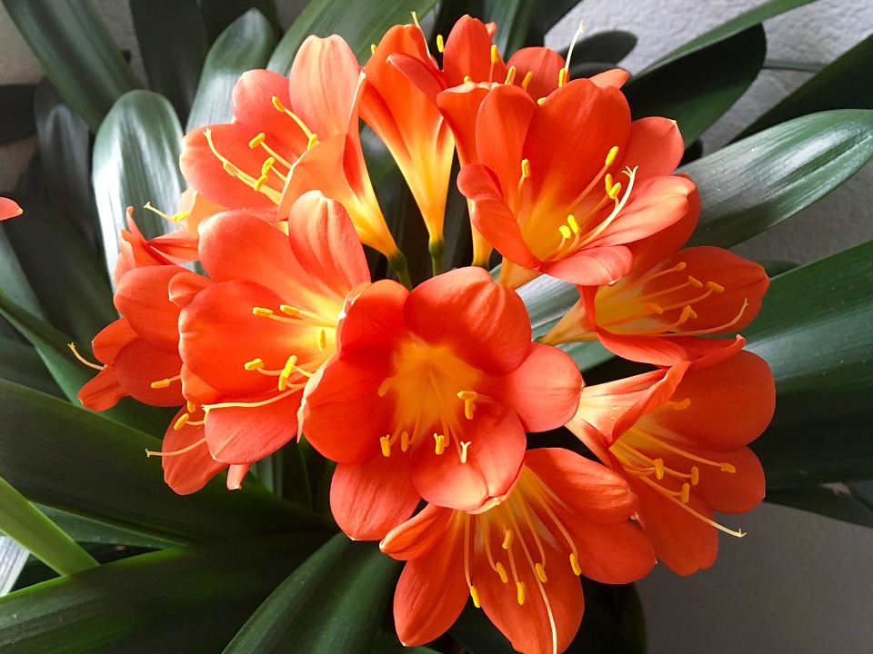 Plante Fleur Orange Intérieur