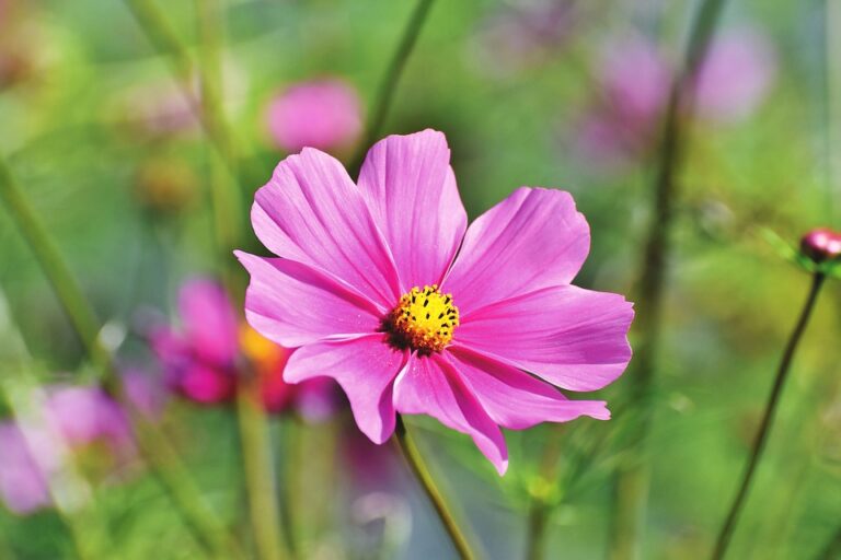 Cosmos (Cosmos)