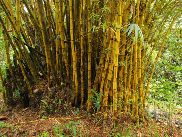 Bambou (Bambusa)