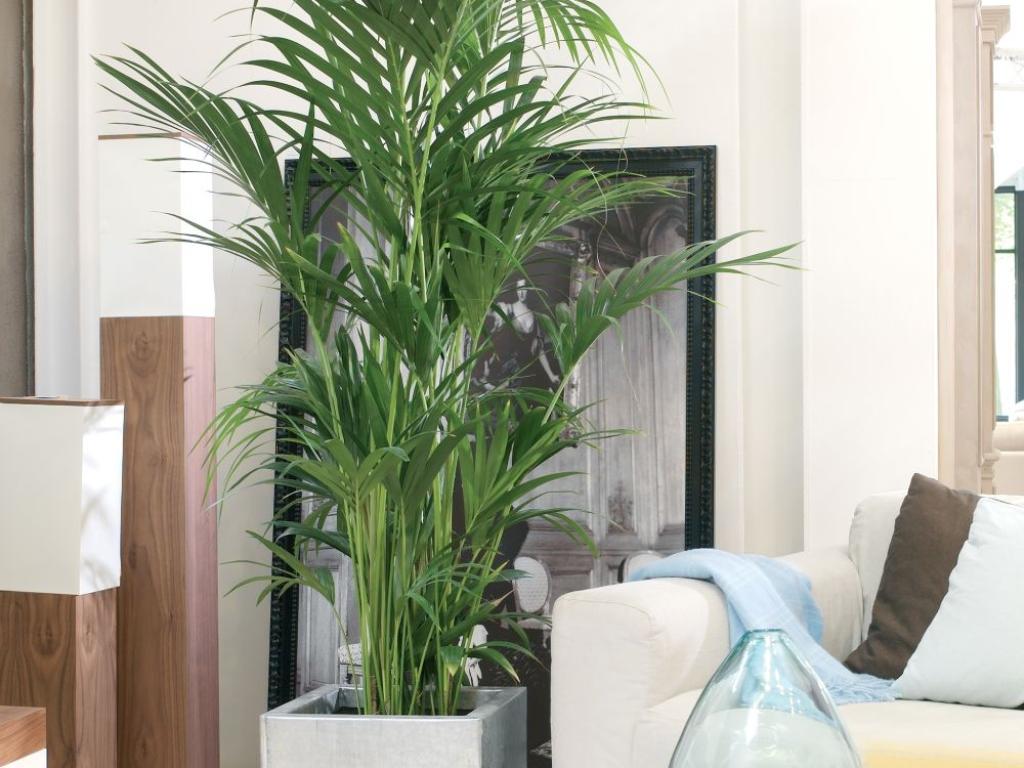 10 Plantes D int rieur Faciles D entretien Conservation Nature 10-plantes-d-int-rieur-faciles-d-entretien-conservation-nature