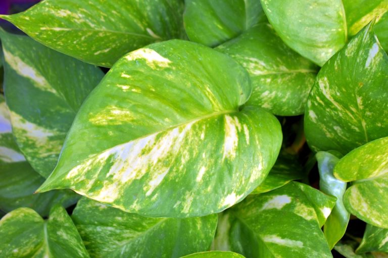 Epipremnum (Epipremnum)