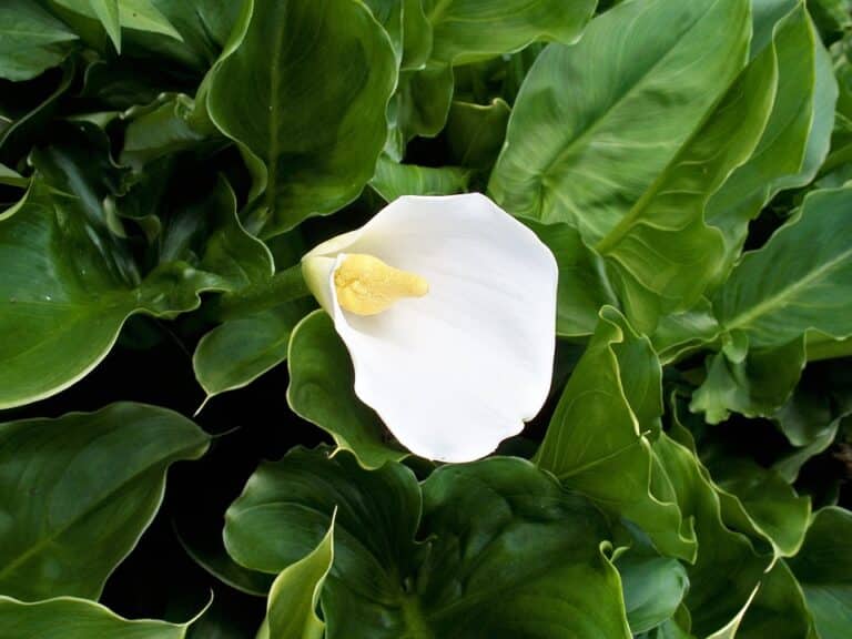 Zantedeschia (Zantedeschia)