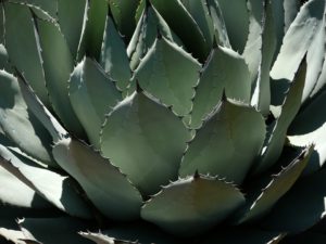 Agave (Agave)