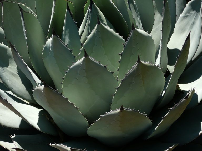 Agave (Agave)