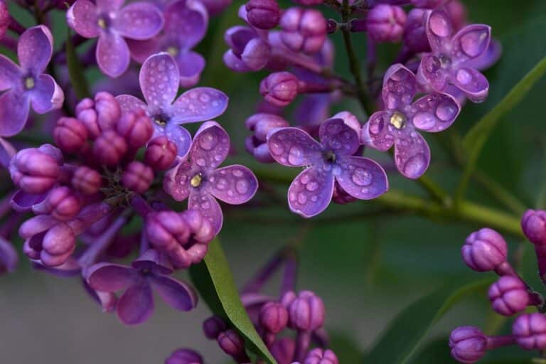 Lilas (Syringa)