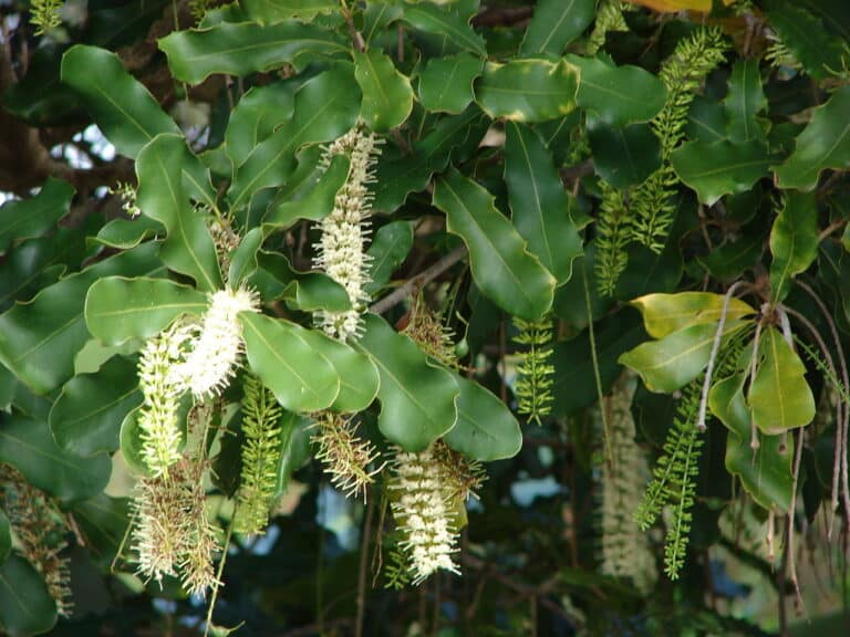 Macadamia (Macadamia)