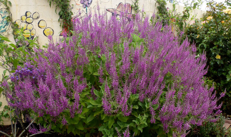 Germandrée (Teucrium)
