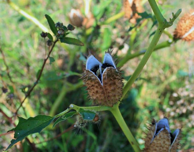 Datura (Datura)
