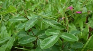 Desmodium (Desmodium)