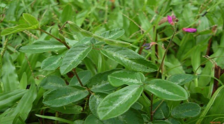 Desmodium (Desmodium)