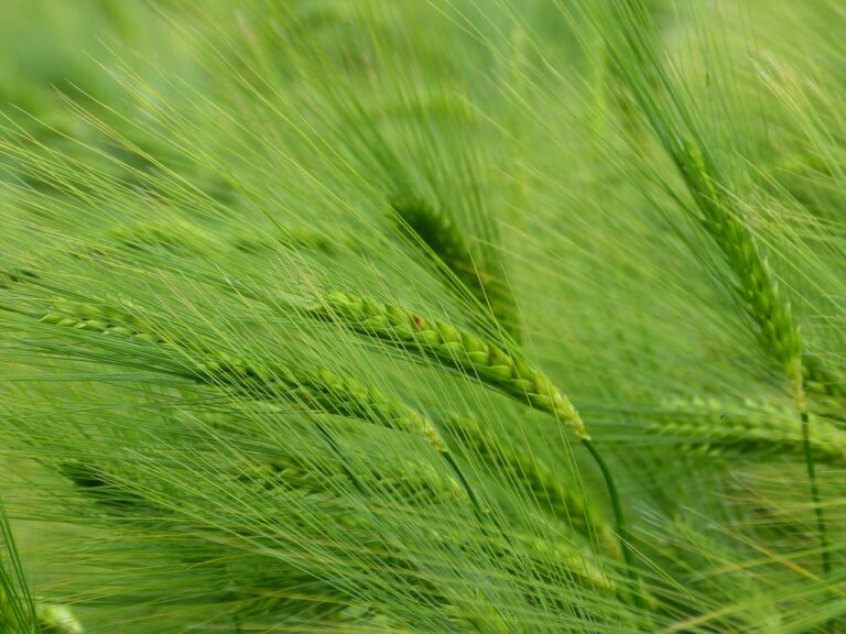 Orge (Hordeum)