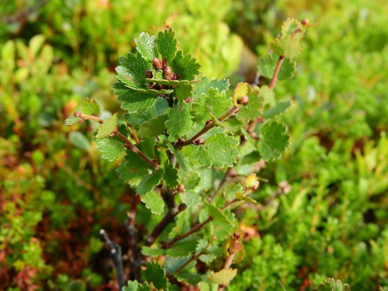 Bouleau (Betula)